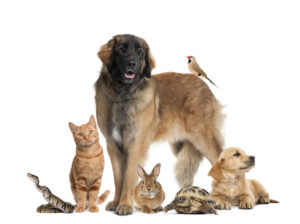 group-of-pets